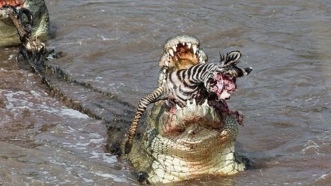 15 Times Wild Crocodile Attacks Caught On Camera