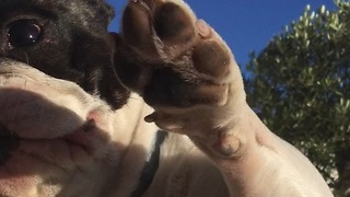 Annoying owner plays with puppy´s cheeks and french bulldog reacts with bite...