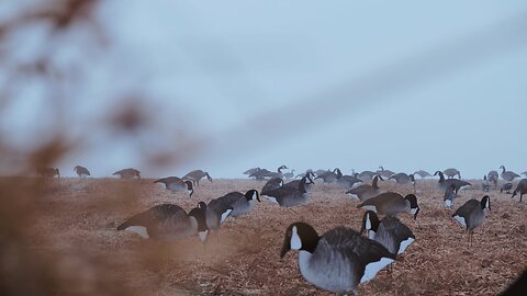 Foggy Morning Mix-Bag Waterfowl Hunt from Western Manitoba