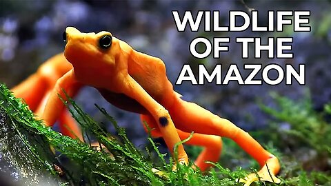 World of the Wild _ Episode 1_ The Amazon Rainforest _ Free Documentary Nature