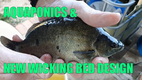 Sick Fish & New Wicking beds | Mid Spring Aquaponics & New Wicking Bed Design Update