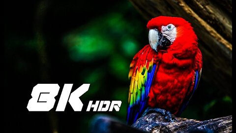 Most Beautiful Birds on Earth in 4K ULTRA HD