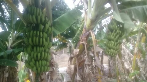 Minha plantação de bananeira - Cachos de banana