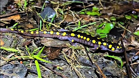 Yellow spotted salamander makes dangerous trek once each year