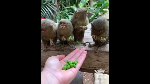 Pygmy Marmosets eating Peas