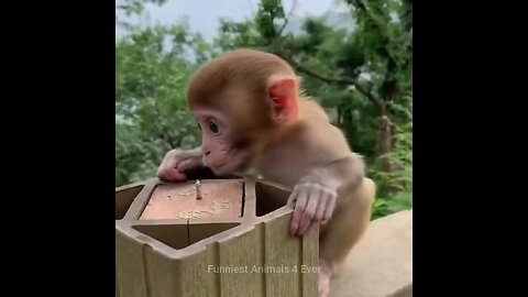 cute and funny monkey videos compilation 2024