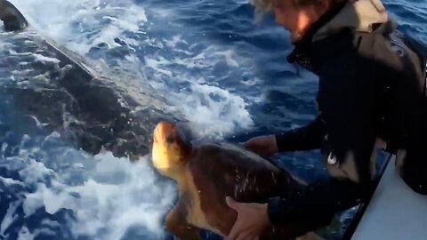 Fishermen Rescue Sea Turtle From Massive Monster Tiger Shark Attack - Caught on Camera