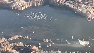 Really cool seeing these birds while flying over the lake