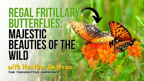 Regal Fritillary Butterflies: Majestic Beauties of the Wild!