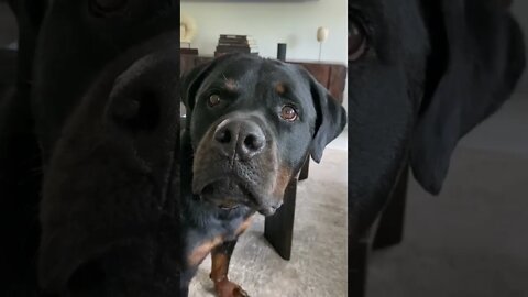 Samson the Rottweiler with a concerned expression