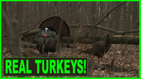 BEST AUDIO of wild turkeys waking up | hen turkey YELP | fighting purrs | DRUMMING