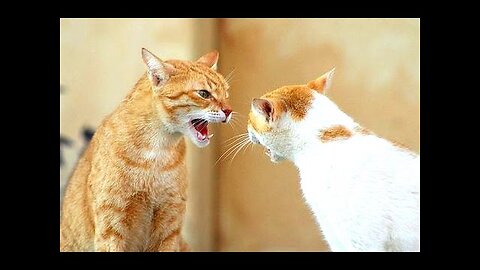 cat vs cat very funny