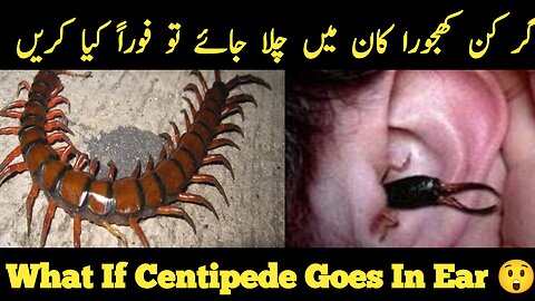 What should you do if centipede enters in your ear | Centipedes bite treatment