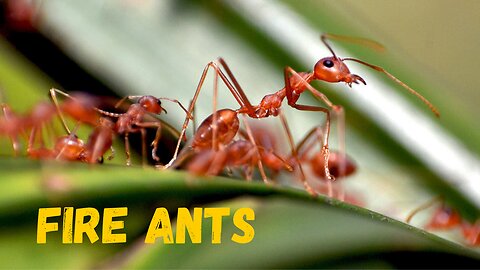 Fire Ants