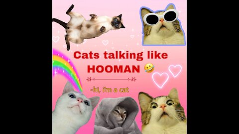 These cats can speak English better than hooman