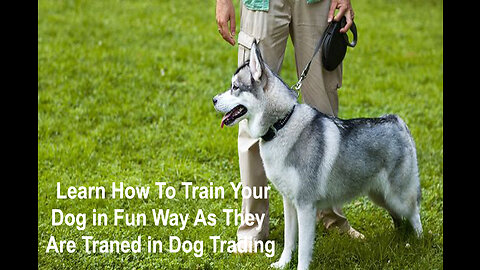 Learn How To Train Your Dog in Fun Way As They Are Traned in Dog Trading academy