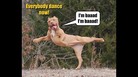 Funny Dog Dance Movies | Hilarious Pets | Cute Animals 😂 😂 🙌