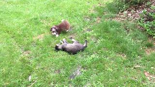 Puppy obsessed with kitty cat playtime