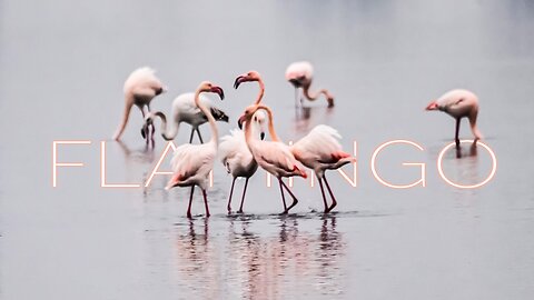 LEARN ABOUT FLAMINGOS | WILD STORIES | Alex Beldi