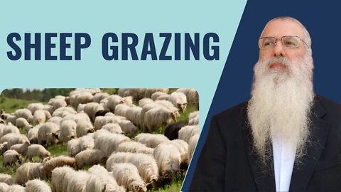 Parshat Matot Masei Sheep Grazing