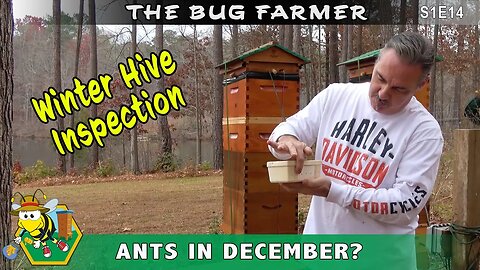 Winter Hive Maintenance - Removing feeding buckets and battling ants in December.