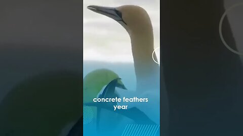 Meet Nigel The World's Loneliest Gannet Bird