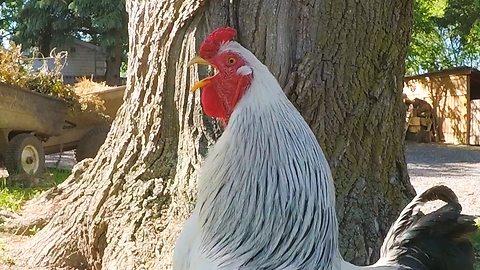 Rooster thinks he's a dog, speaks on command