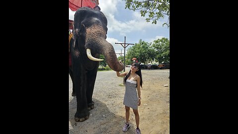 The Elephants of Ayutthaya.