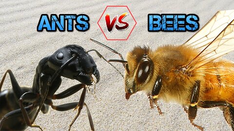 What would be like if ANTS sees BEES - Ants vs Bees