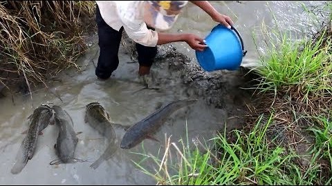 Fish Trap-making--Cambodian-style! 1