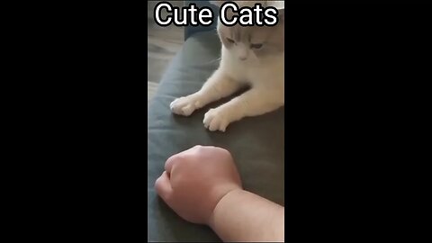 Cute Cats Playing