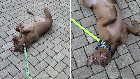 Dog Adorably Refuses To Leave Nona's House