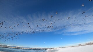 Attack of the birds