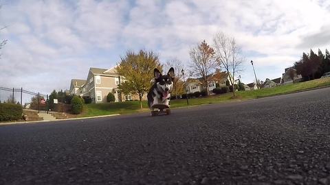 Skilled Corgi is a skateboarding phenom!