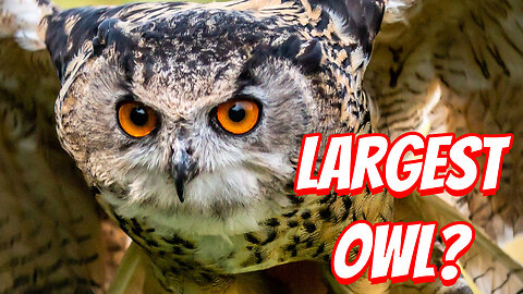 The Deadliest American Owl!