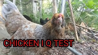 HOW SMART ARE YOUR CHICKENS
