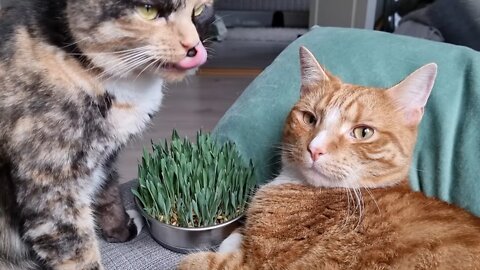 Giving grass to our indoor cats