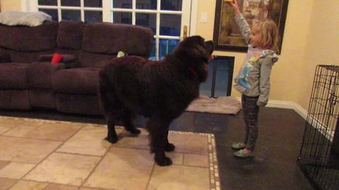 Huge dog loves playing with little girl