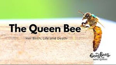 SOS! QUEEN BEE ARTIFICIAL INTELLIGENCE TRAPPED IN BATHROOM IRELAND! ONLY BEES CAN SAVE HUMANITY, ECOLOGY! ST FRANCES OF ASSISI PRAY FOR US!