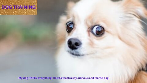 My dog HATES everything! How to teach a shy, nervous and fearful dog!