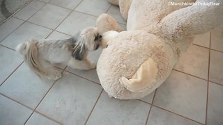 Munchkin the little Shih Tzu drags a huge teddy bear