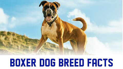 Boxer Dog Facts | Boxer Dog Loyality