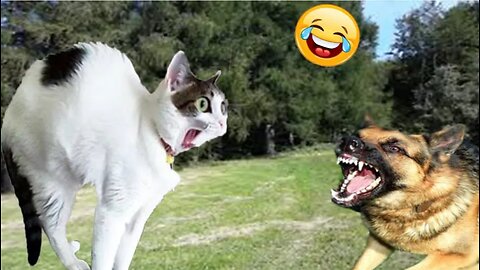 Funny Dogs And Cats 😅😅