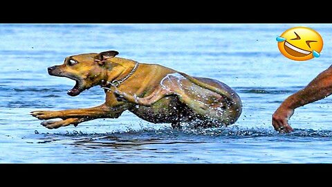 Funniest Animal Videos😂 - Funny Cats 😹 & Crazy Dogs🐶 Videos of 2023! # 1