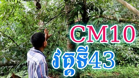 ដើមទុរេន CM 10 វគ្គទី 43 / Durian CM10 Part 43 / CHHUN KANG