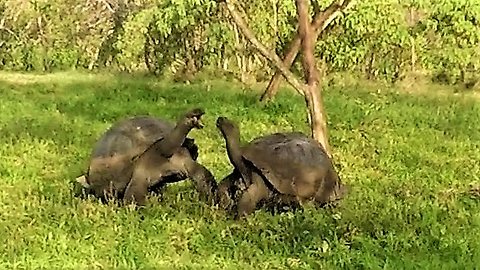 Giant tortoises engage in epic battle and "high speed" pursuit