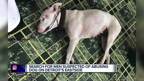 Detroit Dog Rescue searches for people who left dog to die