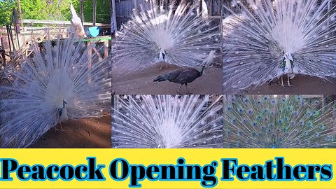 Peacock Opening Feathers