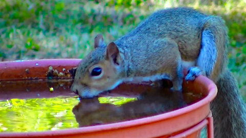IECV NV #444 - 👀The Grey Squirrel Who Needed A Drink🐿️ 7-28-2017