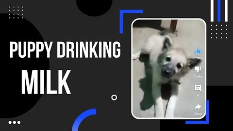 Aww! Cute Puppy eating | Cute Puppy Drinking Milk